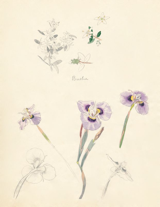 2-47a Agathosma betulina, Moraea ciliata