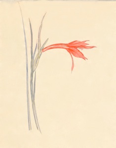 2-48 Gladiolus watsonius