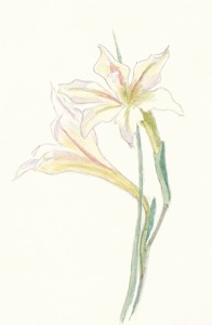 B Gladiolus tristis