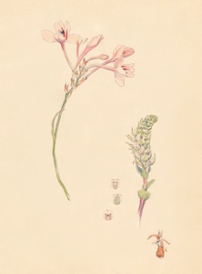 1-9a Tritonia undulata, Satyrium bicallosum