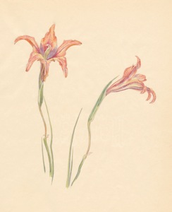1-10a Gladiolus liliaceus