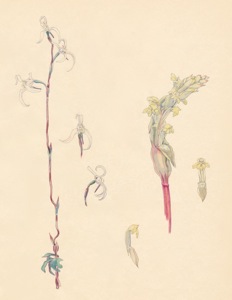 1-18a Disa obliqua subsp. clavigera, Satyrium bicorne