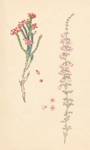 1-20a Erica squarrosa, Erica propendens