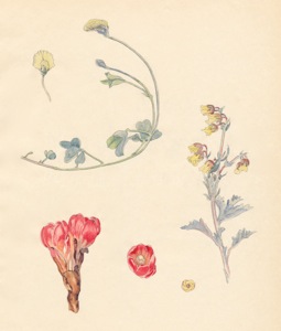 1-24a Lotononis prostrata, Hermannia, Cytinus sanguineus