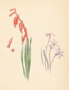 Watsonia aletroides, Ipheion biflorum (not SA)