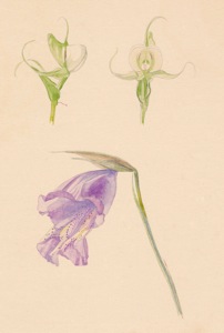A Disperis capensis, Gladiolus bullatus