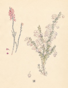 1-30a Erica pulchella,  Erica glomiflora