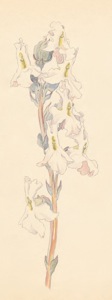 1-31b Harveya capensis
