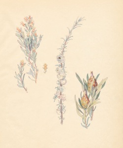 1-33a Leucadendron rubrum female, Galls on Eriocephalus, L. rubrum male