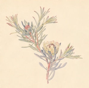 1-35b Protea scolymocephala