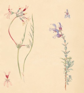 1-1a Pelargonium longifolum, Salvia africana-caerulea