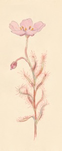 1-36c Drosera cistiflora 