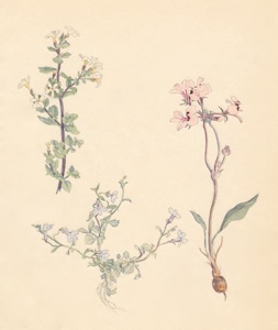 1-43a Sutera hispida, Lobelia, Pelargonium