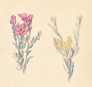 1-44a Orphium frutescens, Aulax