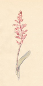 1-45a Lachenalia rosea