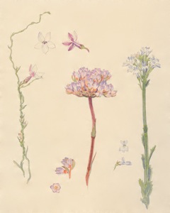 2-1a Cyphia volubilis, Dilatris pillansii, Lobelia valida