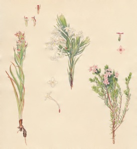2-2a Disa bracteata, Gnidia pinifolia, Erica fastigiata