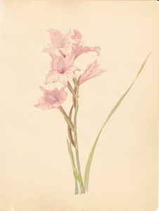 1-3 Gladiolus carneus