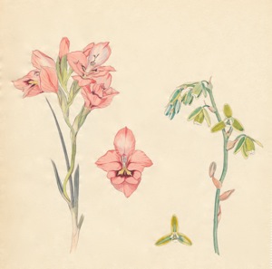 2-14a Gladiolus meliusculus,  Albuca acuminata