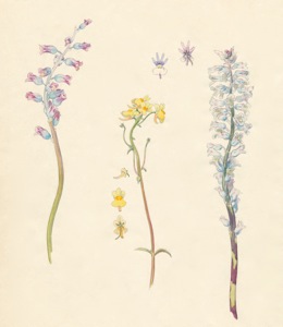 2-15a Lachenalia rosea, Nemesia versicolor, Lachenalia orchioides, var. glaucina