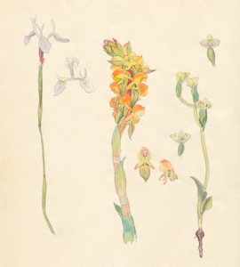 2-16a Moraea tripetala, Satyrium coriifolium, Disperis villosa