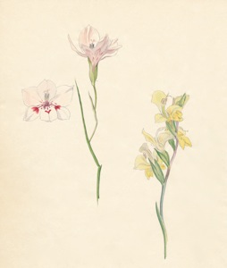2-17a Gladiolus debilis, Gladiolus virescens