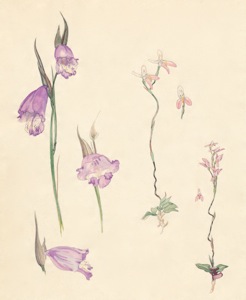 2-20a Gladiolus bullatus, Disa bifidum, Disa obliquum subsp. clavigerum
