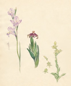 2-22 Gladiolus carinatus, 