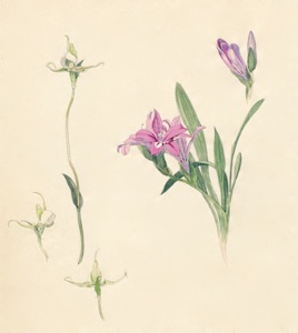 2-23a Disperis capensis var. capensis Orchidee, Babiana purpurea