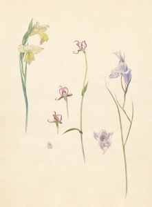 2-24a Gladiolus alatus white form, Disperis capensis, Gladiolus gracilis