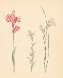 1-5a Ixia, Cyphia ?, Gladiolus carinatus