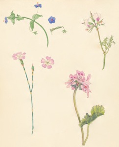 2-33 Anagallis arvensis forma azurea, Dianthus albens, Pelargonium myrrhifolium,  Pelargonium capitatum