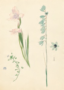 2-34a Veronica persica (native of Eurasia), Gladiolus carneus, Ixia viridiflora