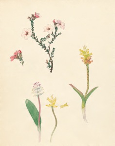 2-38a Adenandra uniflora, Lachenalia unicolor, Lachenalia ?, Lachenalia unicolor, Lachenalia arbuthnotiae 