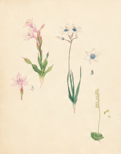 2-40a Watsonia humilis, Ixia monanthos, Holothrix villosa