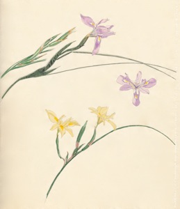 2-43 Moraea fugax, Moraea fugax ssp. filicaulis