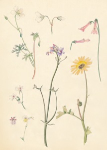 2-44 Geranium incanum, Nemesia capensis, Nemesia versicolor,  Lobelia, Arctotis acaulis
