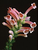 Erica curviflora  