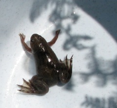 Cape Platanna found in a Bettys Bay bath tub