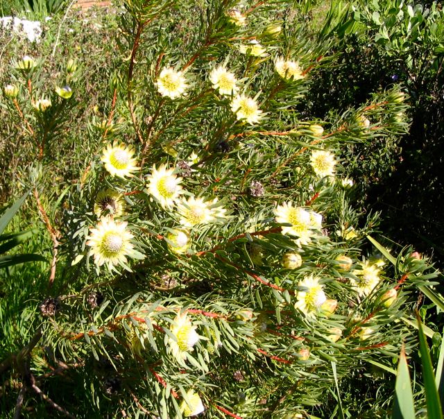 Protea scolymocephala