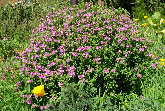 Polygala myrtifolia