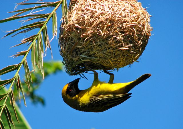 Southern Masked-Weaver build their nests in our Palm tree