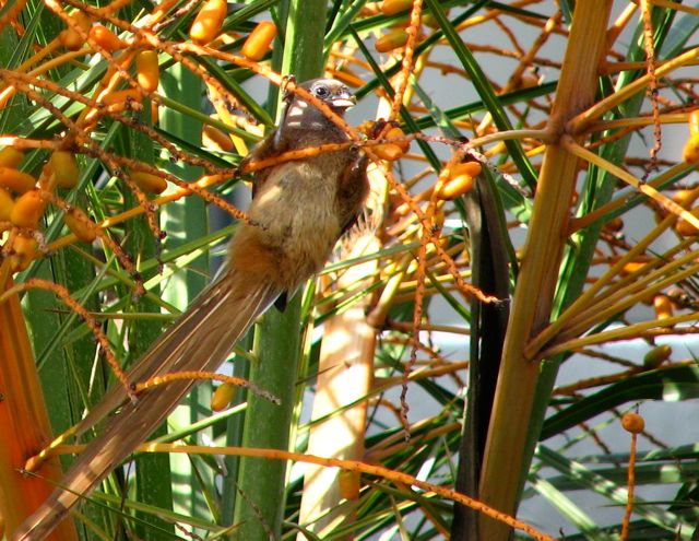 Speckled Mousebird