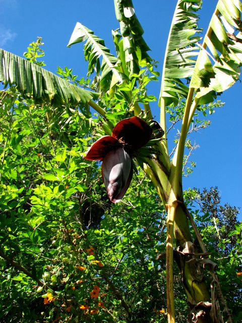 Banana flower