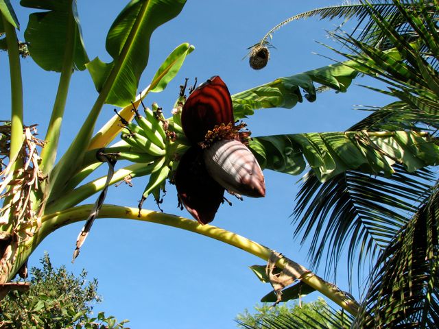 Banana flowering