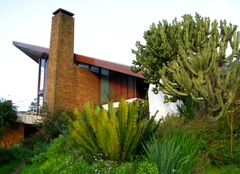 Entrance pillar with Cycad and Euphorbias