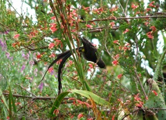 Acrobatic Cape Sugarbird feeding on Erica discolor