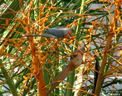 Red-Faced and Speckled Mousebird