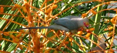  Red-faced Mousebird