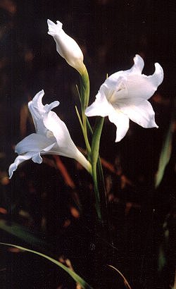 Gladiolus carneus